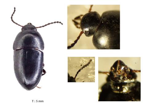 Réf. 345 634 : Crypticus quisquilius